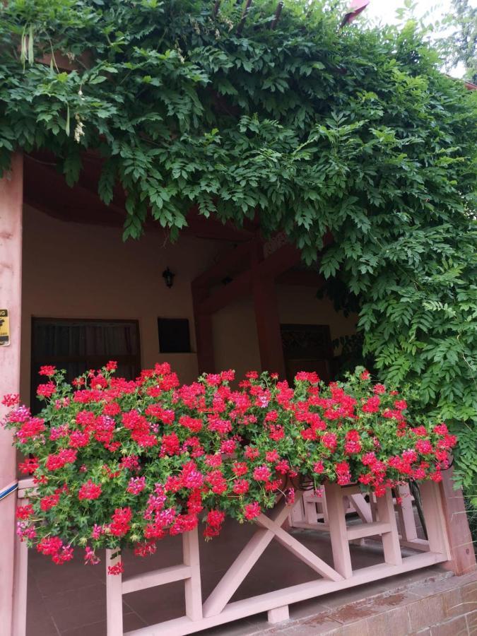Vila Cerbul Albastru Hotel Moneasa Exterior photo